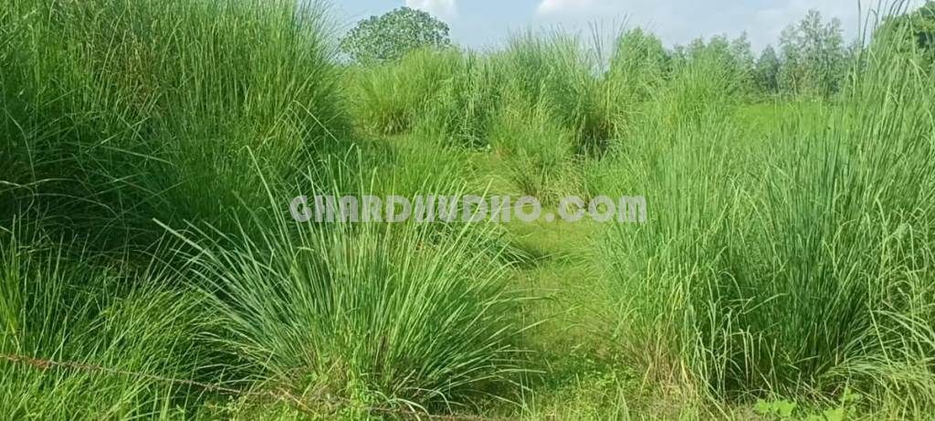 Agricultural Land For Sale At Kanpur Road Lucknow
