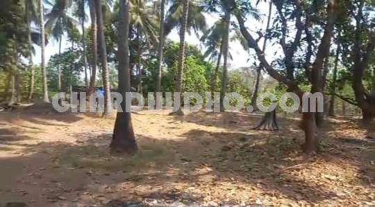 15000 SQMT River View Land With Orchard For Sale In North Goa