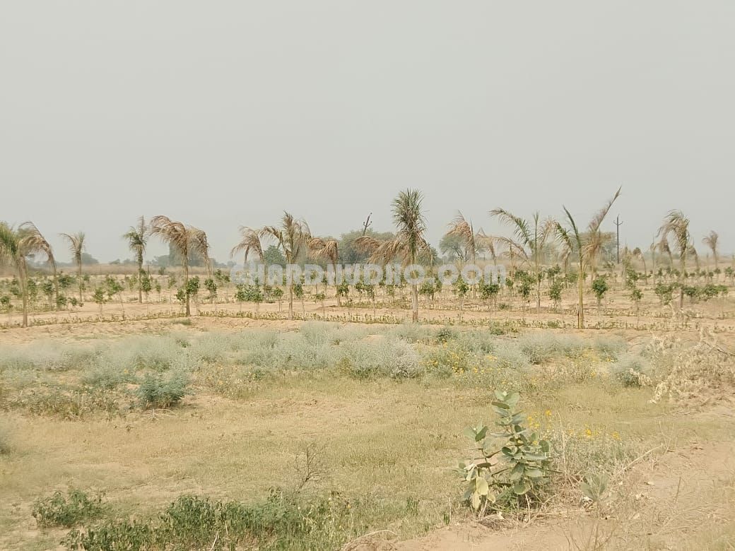 Palm City Jaipur : Free Hold Plot In Jaipur