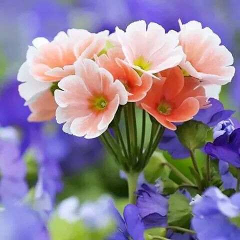 Nishtha Upadhyay