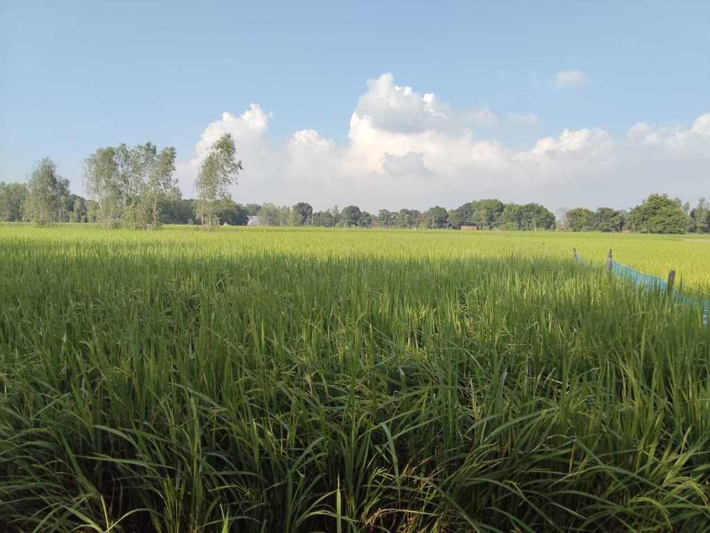 1.5 Bigha Agricultural Land For Sale In Lucknow