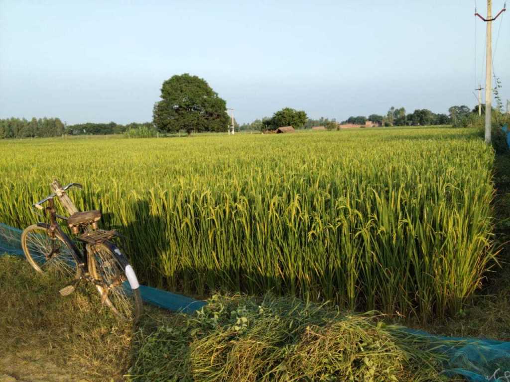 3 Bigha Farming Land For Sale In Purwa Unnao