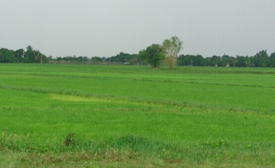Agricultural